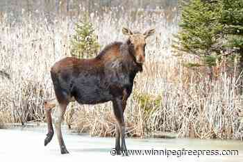 Minister approves northern moose, elk hunt