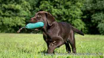 So geht erfolgreiches Anti-Jagd-Training für Hunde