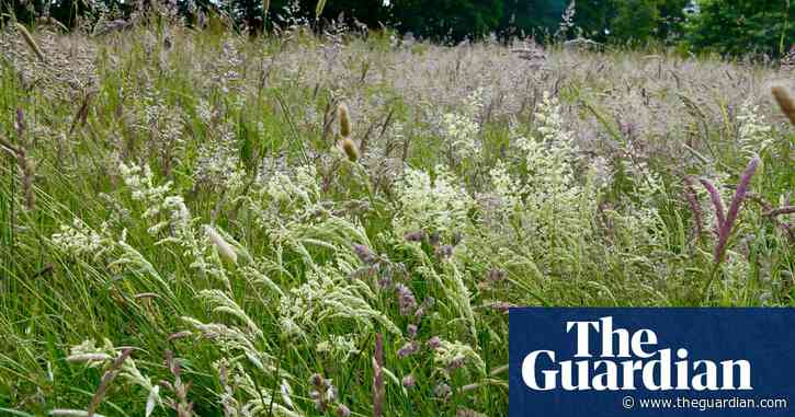 Country diary: The grass is up – and so is the pollen count | Paul Evans
