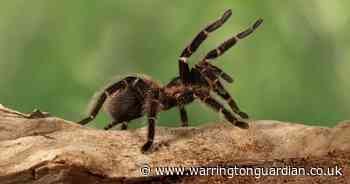 BBC researcher confirms tarantulas inhabit these parts of UK