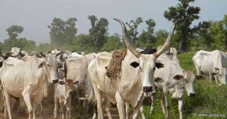 Ogun speaker says implementing anti-open grazing law will protect motorists