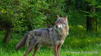 In dieser Gemeinde in Baden-Württemberg war ein Wolf unterwegs