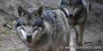 Thoiry: la joggeuse grièvement blessée par des loups porte plainte pour des manquements du zoo