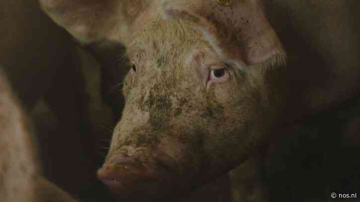 Verbod op geven van stroomstoten aan varkens en koeien in de maak