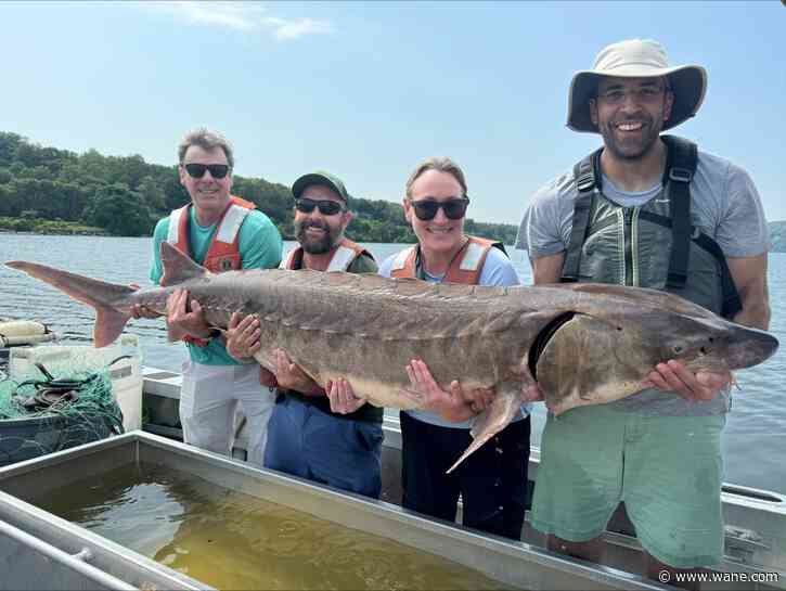 220-pound fish caught in New York's Hudson River