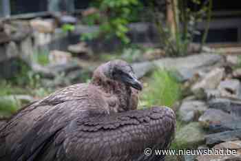 Labiomista verwelkomt twee zeldzame condors in vernieuwde kooi: “Bedoeling om ermee te kweken”