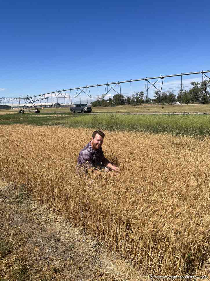 Agriculture and Agri-Food Canada researchers look for weed management solutions in the prairies