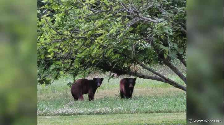 Sheriff: Black bears becoming increasingly common in Pointe Coupee neighborhoods