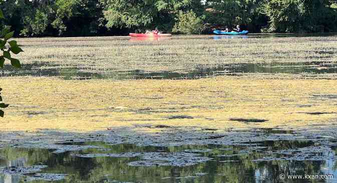 What is that stuff spreading across Lady Bird Lake?