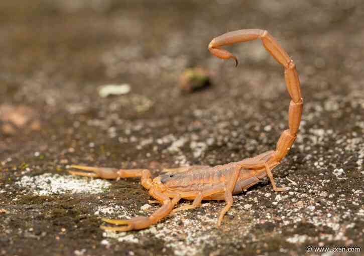 Why are scorpions invading more homes this summer?