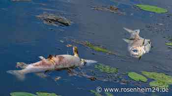Killer-Gift in Oberbayern: Mehrere hundert Fische tot