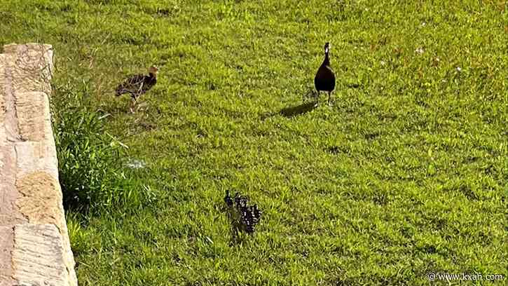 TxDOT workers in Austin reunite ducklings with mother duck