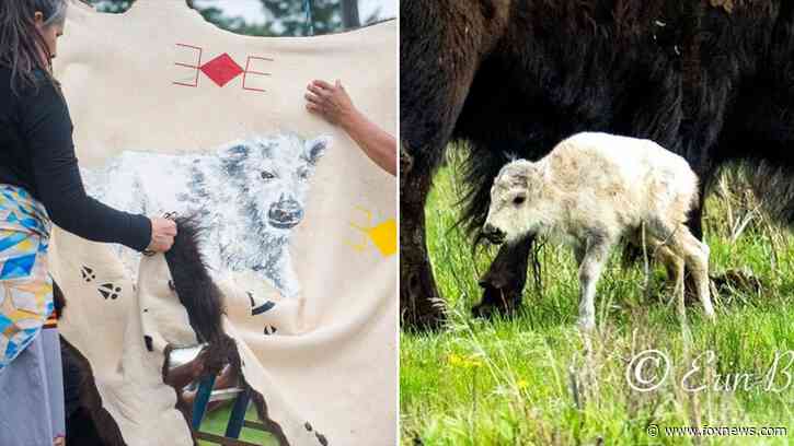 Very rare white buffalo calf born in Montana's Yellowstone, 'sacred' name revealed
