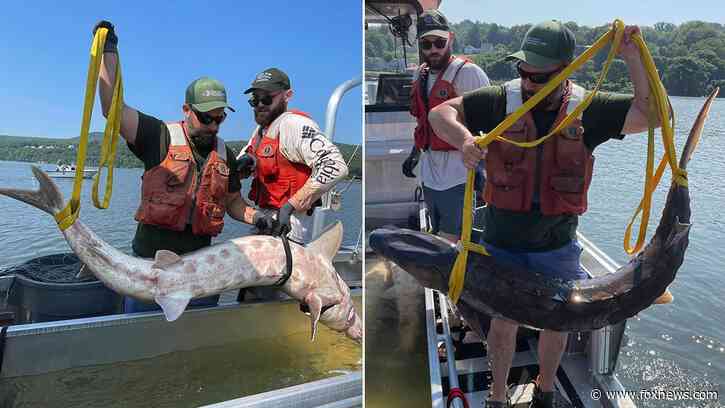 Monster 220-pound fish caught in New York's Hudson River
