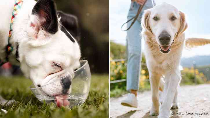 These dog breeds are most susceptible to overheating in the summer weather: Find out which ones