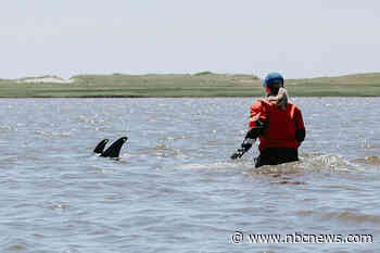 After mass stranding, animal rescuers try to keep dolphins from shallow waters in Cape Cod
