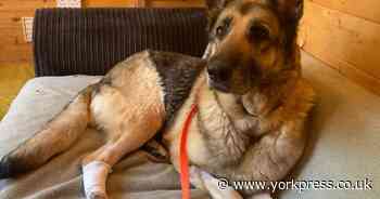 Could you offer a good York home to German Shepherd Lexi?