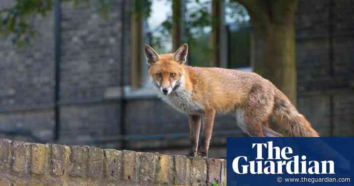Once foxes come, they’re here to stay | Brief letters