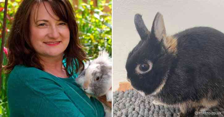 Bunny ‘so terrifying’ that owner is forced to give him up