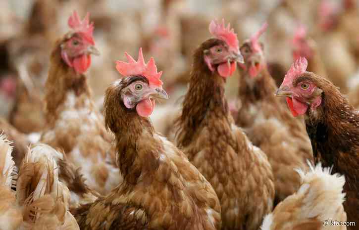 Nine Salmonella cases in Arkansas linked to backyard poultry flocks, CDC says