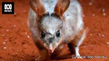 Bilby DNA blueprint may help save iconic Australian animal from extinction