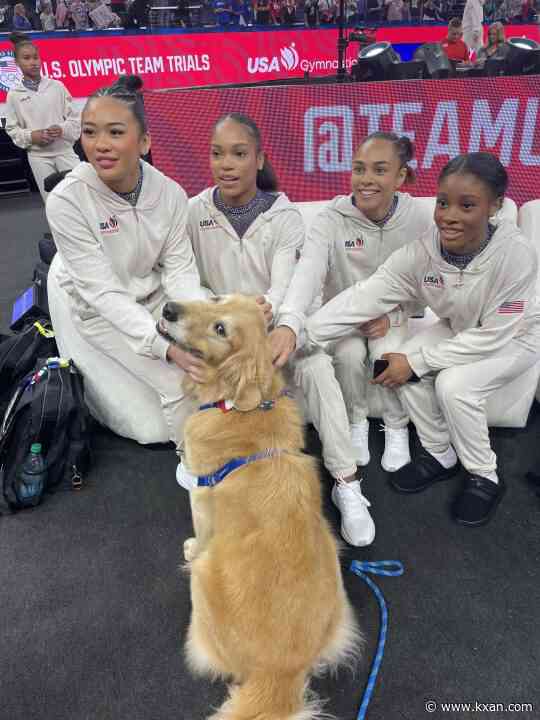 Meet Beacon the therapy dog, calming gymnasts' nerves at the US Olympic Trials