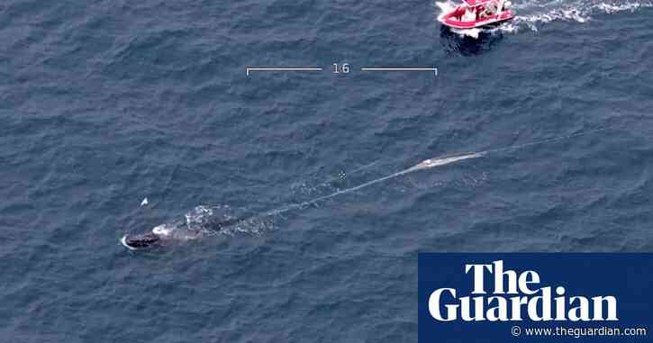 Rescue team cuts 800kg of tangled ropes and buoy from humpback whale off Gippsland coast – video