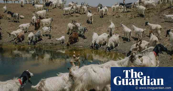 ‘We can’t let the animals die’: drought leaves Sicilian farmers facing uncertain future