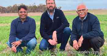 Research advances wheat nitrogen use efficiency