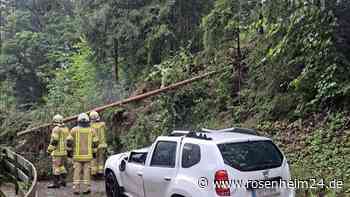 Baum stürzt auf Fahrzeugdach – Fahrer (61) im Kopf- und Nackenbereich verletzt