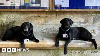Labradors appointed abbey 'vergers' to greet guests