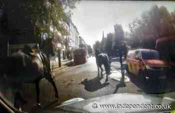 Household Cavalry horses on the loose again in London after breaking free