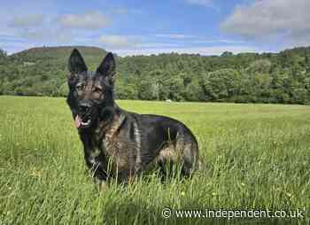 Public warned of runaway police dog near Loch Ness