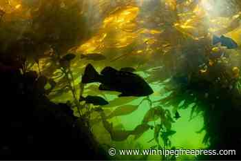 Underwater gardeners work to restore B.C.’s majestic kelp forests
