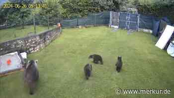 Vier Bären in Garten am Gardasee gefilmt: Behörden warnen Anwohner