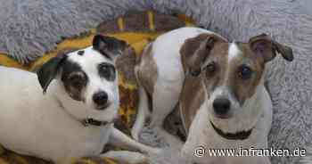 Tierheim Bamberg: Hunde Bella und Sammy suchen ein gemeinsames Zuhause