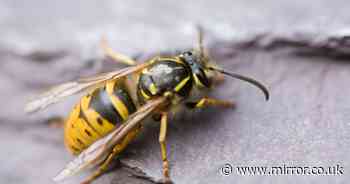 UK drivers warned they could face massive fine if a wasp gets in their car