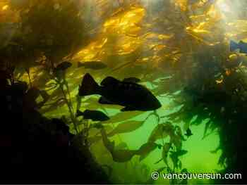 Underwater gardeners work to restore B.C.’s majestic kelp forests