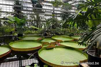 Nog nooit waren reuzenwaterlelies in Gentse plantentuin zo groot en dat dankzij... foutje van stagiair