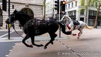 Opnieuw drie militaire paarden op hol geslagen in Londense binnenstad
