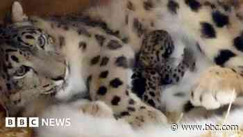 Rare snow leopard born in conservation triumph