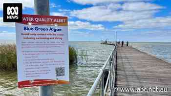 It's cold and it's winter but a toxic 'sub-tropical' algae is still causing problems at the bottom of the Murray