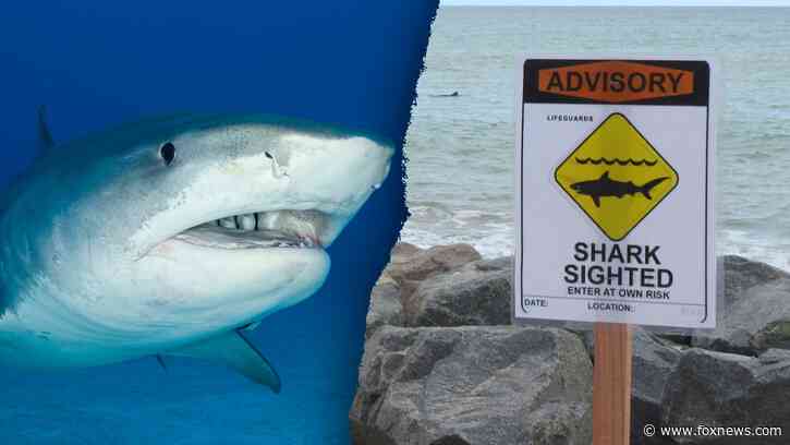Tiger shark spotted off Hawaiian coast prompts warning signs on beach