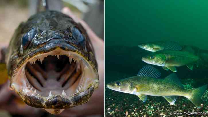 Ohio representatives making waves to name an official state fish