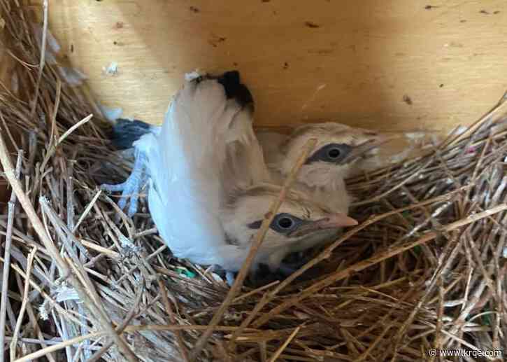 ABQ BioPark welcomes two critically endangered Myna bali chicks