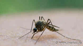 Mücken plagen den Landkreis – Ansturm auf Apotheken sorgt für drohende Engpässe