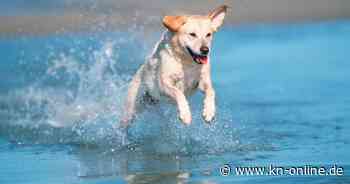 Spanien: An Malagas Stränden werden Hunde als Rettungsschwimmer eingesetzt