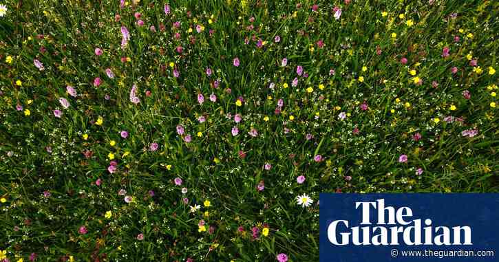 Country diary: The impossible beauty of a flower meadow in summer | Mark Cocker