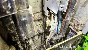 „Kriechstrom“ löst Kurzschluss aus: Tigerschnecke in Stromverteilerkasten „gegrillt“
