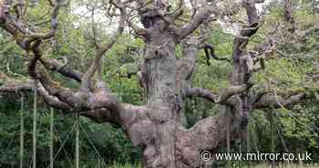 Fury as cruel hoaxers falsely claim 1,000 year old Robin Hood tree has died